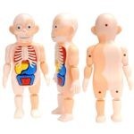 5292 *MODELO DE CUERPO HUMANO* (12.5×20 cm.) 13 Pcs.