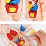 5292 *MODELO DE CUERPO HUMANO* (12.5×20 cm.) 13 Pcs.
