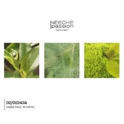 FUERTE COLONIA NICHE