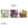 LAVANDA PARFUM NICHE