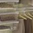 CANASTA DESLIZANTE P/CLOSET 7 BALNCA CLOSETMAID