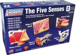 Los 5 Sentidos