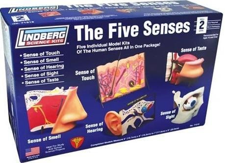 Los 5 Sentidos