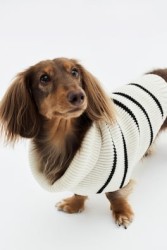 Suéter para perro en tejido acanalado