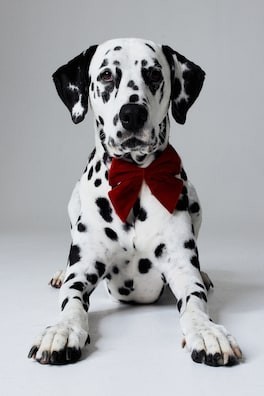 Corbata de moño para perro