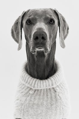 Suéter para perro en tejido trenzado