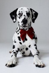 Corbata de moño para perro