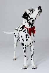 Corbata de moño para perro