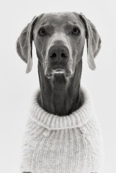 Suéter para perro en tejido trenzado