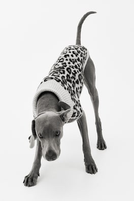 Suéter para perro en jacquard